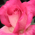 Růžová - Čajohybridy - Rose Gaujard